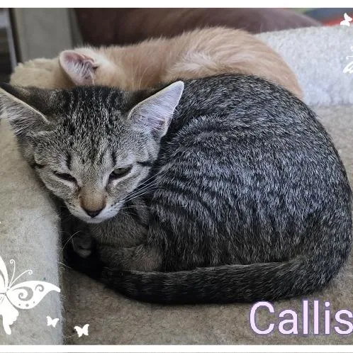 Callisto thumbnail 2