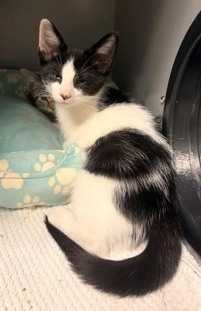 A baby small-sized male Domestic Short Hair cat named Titi for adoption in Leesburg, VA