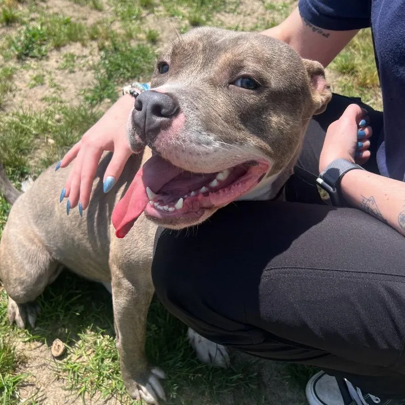 An adult medium-sized male Brindle Pit Bull Terrier dog named Donald for adoption in Newark, NJ