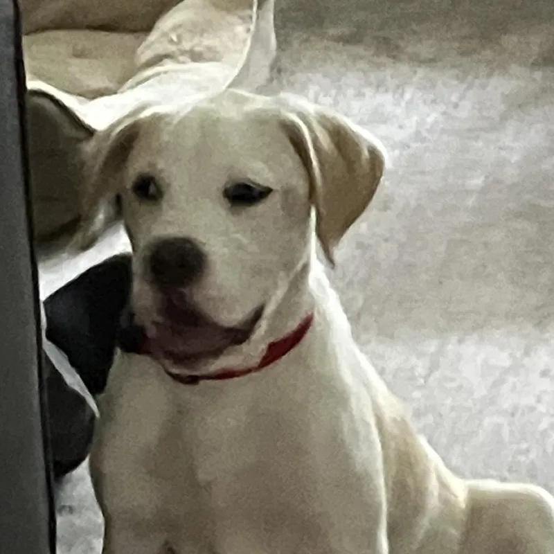 Creamsicle thumbnail 2