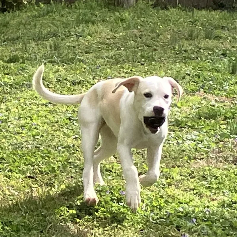 Creamsicle thumbnail 3