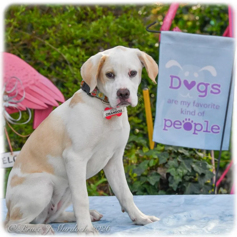 Creamsicle thumbnail 4