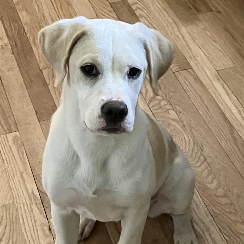 Creamsicle thumbnail 5