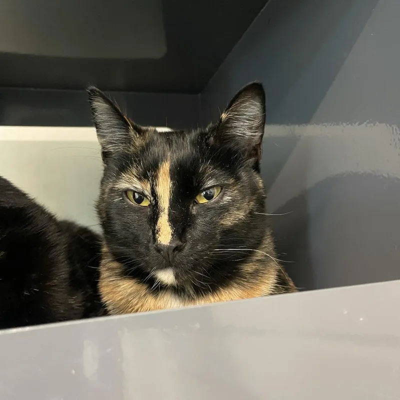 A young medium-sized female Black Domestic Short Hair cat named Beyonce for adoption in Hailey, ID