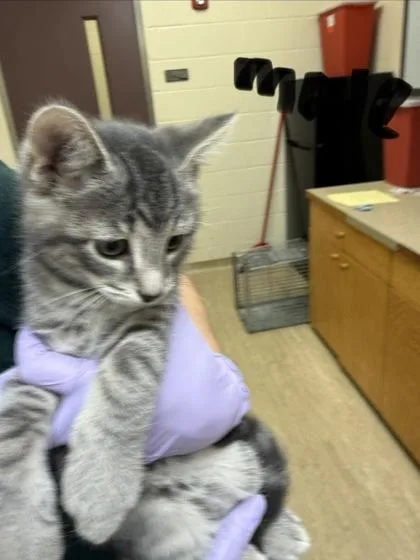 A baby small-sized male Domestic Short Hair cat named Tiger for adoption in West Chester, PA