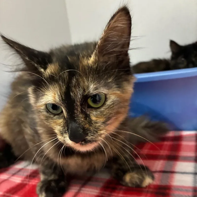 A baby small-sized female Black Domestic Long Hair cat named Twix for adoption in Franklin, NC