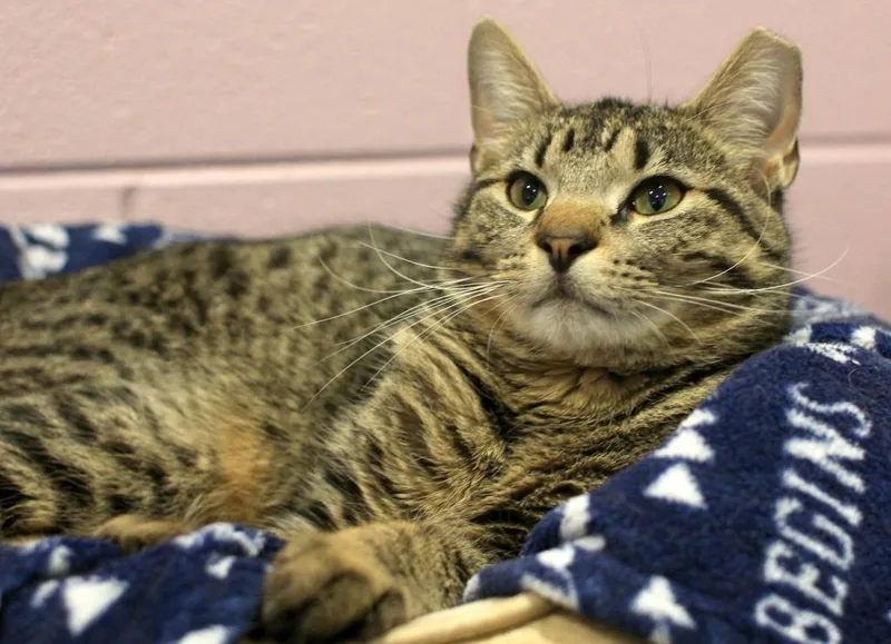 An adult medium-sized male Domestic Short Hair cat named Milo for adoption in South Bend, IN