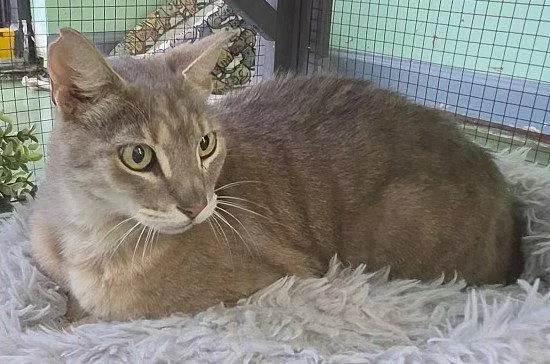 An adult medium-sized male Gray / Blue / Silver Domestic Short Hair cat named Wiley for adoption in Oviedo, FL