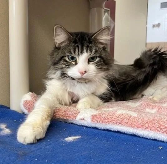 An adult small-sized male Domestic Short Hair cat named Eggo for adoption in Springfield, MA