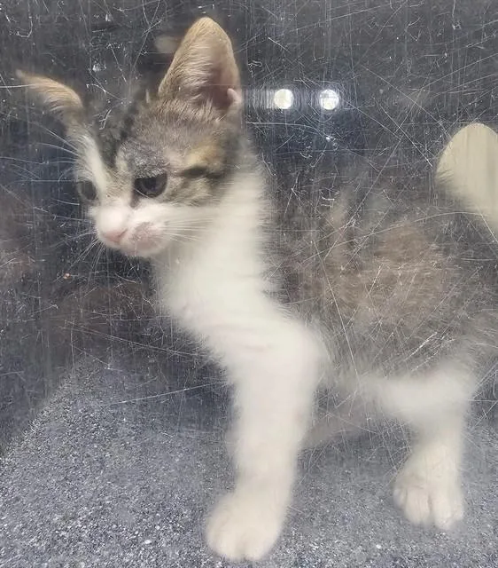 A baby small-sized female Domestic Short Hair cat named Bubbles for adoption in Naples, FL
