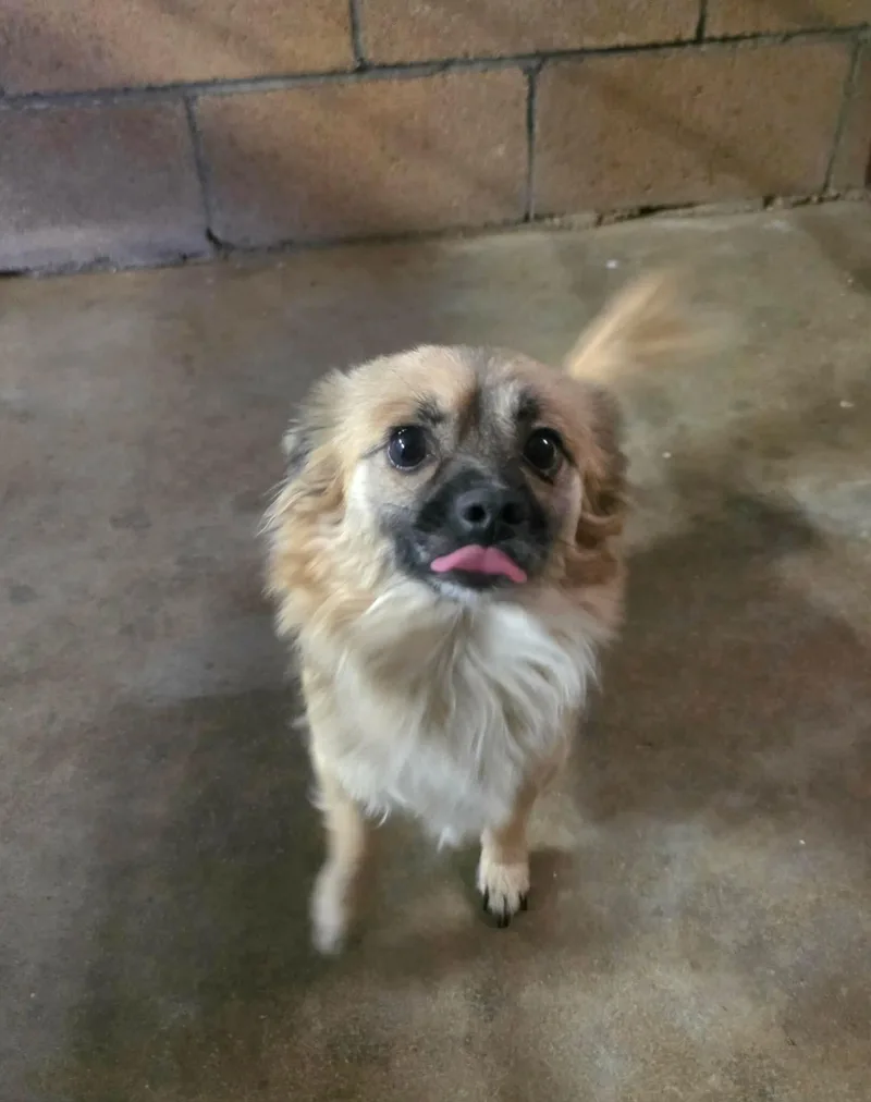 A young medium-sized male Pomeranian dog named Remy for adoption in Windsor, CO