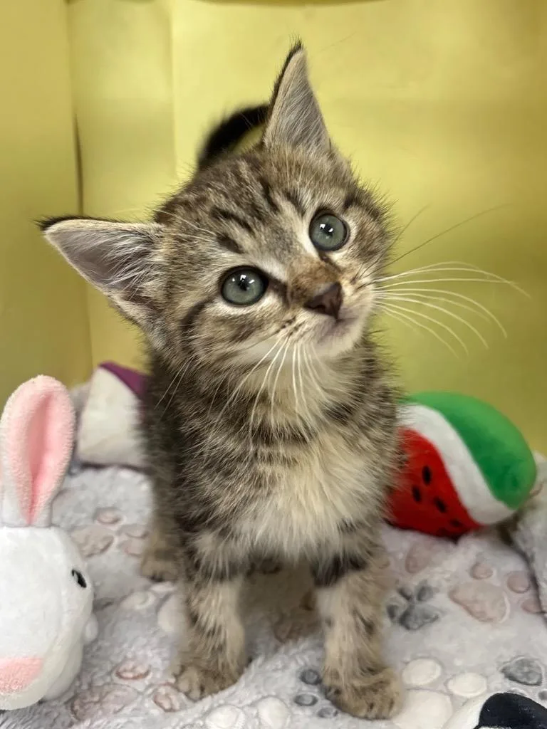 A baby medium-sized male Domestic Short Hair cat named Truffle for adoption in Greeneville, TN