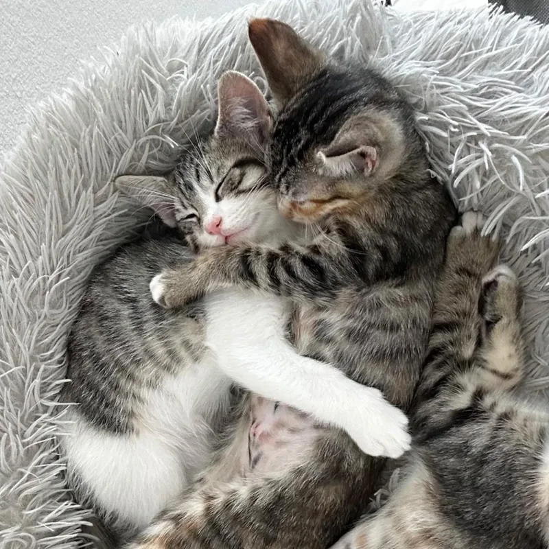 A baby medium-sized male Tabby (Gray / Blue / Silver) Domestic Short Hair cat named Sugar Plum for adoption in Santa Ana, CA