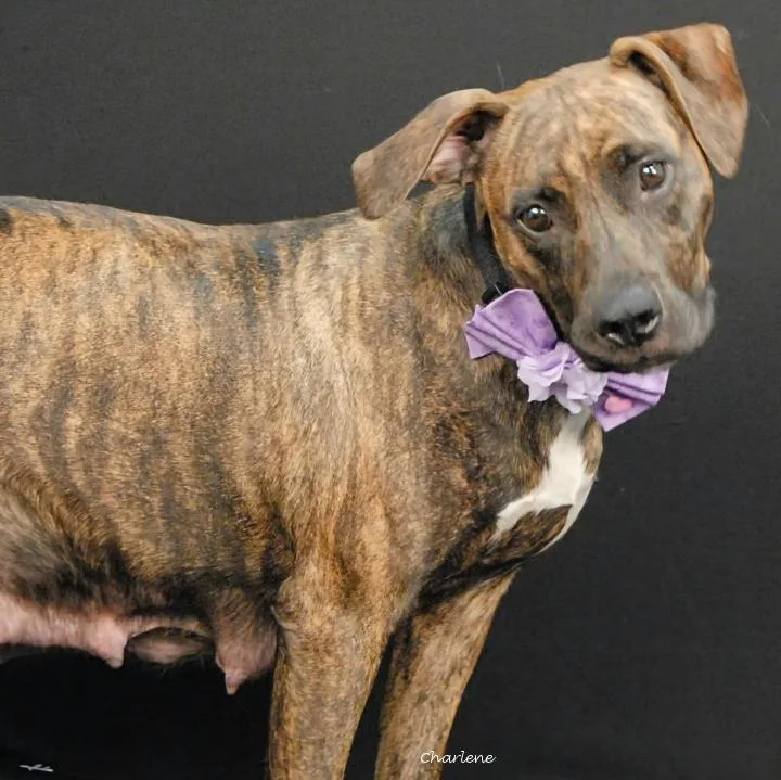An adult medium-sized female Brindle Boxer dog named Ms. Frizzle for adoption in Newland, NC