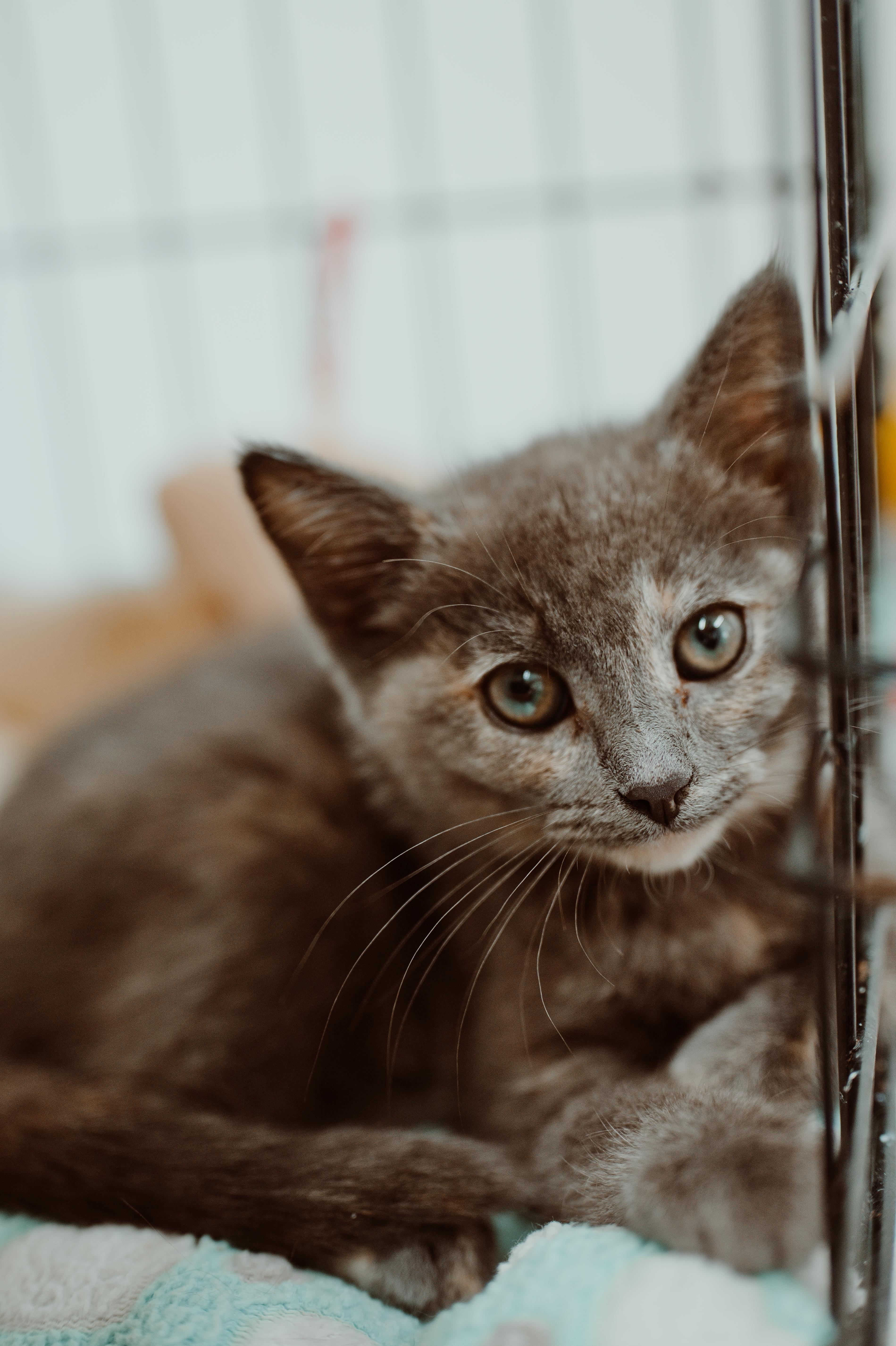 A young medium-sized female Gray / Blue / Silver Domestic Short Hair cat named Emily for adoption in Le Mars, IA