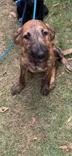 A baby small-sized female Airedale Terrier dog named Kylie Jenner for adoption in Honolulu, HI