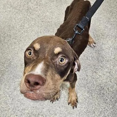A young small-sized male Mixed Breed dog named Quokka for adoption in Jacksonville, FL