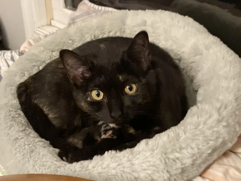 Miss Noelle thumbnail 2