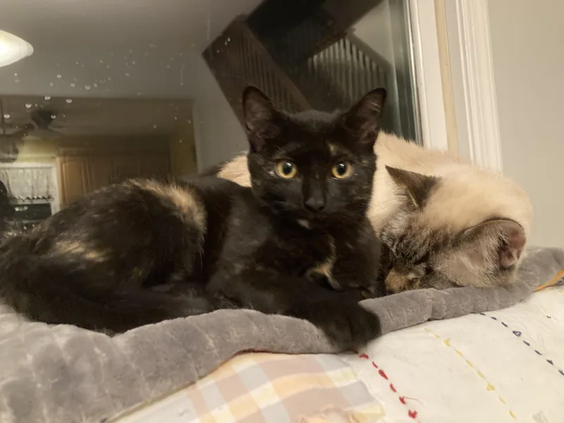 Miss Noelle thumbnail 3