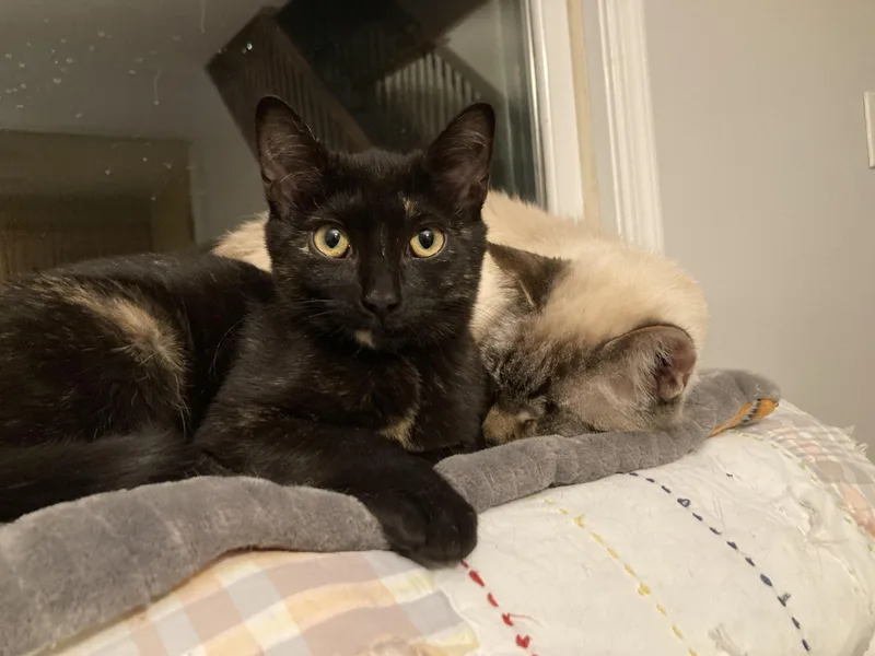 Miss Noelle thumbnail 5