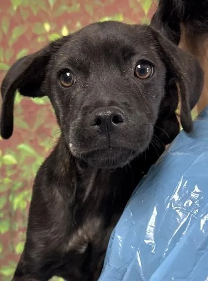 A young small-sized male Terrier dog named Marty for adoption in San Antonio, TX