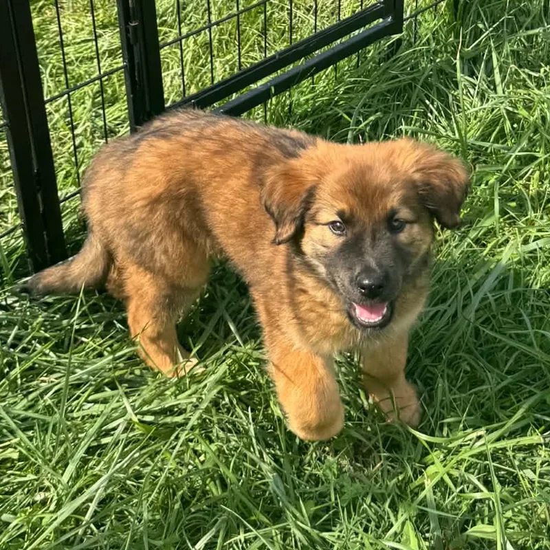 A baby medium-sized female Mixed Breed dog named Dolly for adoption in Indianapolis, IN