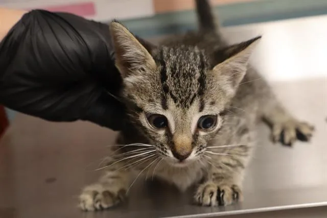 A baby small-sized male Domestic Short Hair cat named Misco for adoption in Columbia, SC