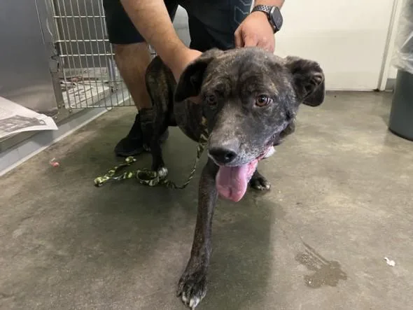 An adult large-sized female Pit Bull Terrier dog named Chloe for adoption in Los Angeles, CA