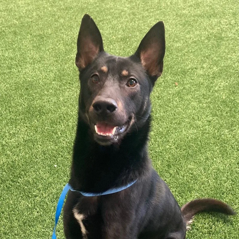 An adult medium-sized male Shepherd dog named Phoenix for adoption in Burlingame, CA