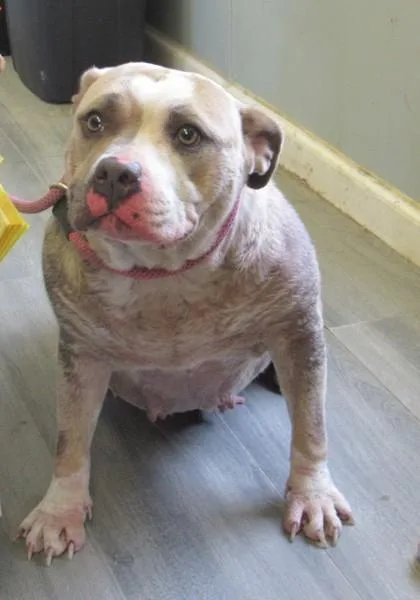 An adult large-sized female American Bulldog dog named Cutie Patootie for adoption in West Memphis, AR