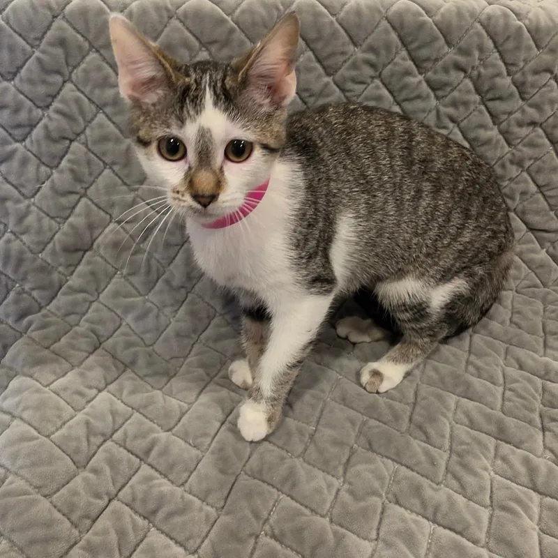 A baby small-sized female White Domestic Medium Hair cat named Sophia for adoption in Tipton, IN