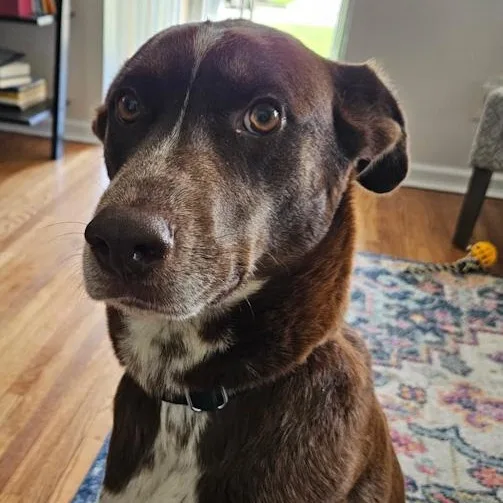 Cocoa