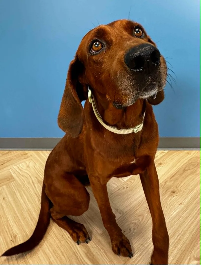 An adult large-sized male Red / Chestnut / Orange Redbone Coonhound dog named Red for adoption in Manchester, TN
