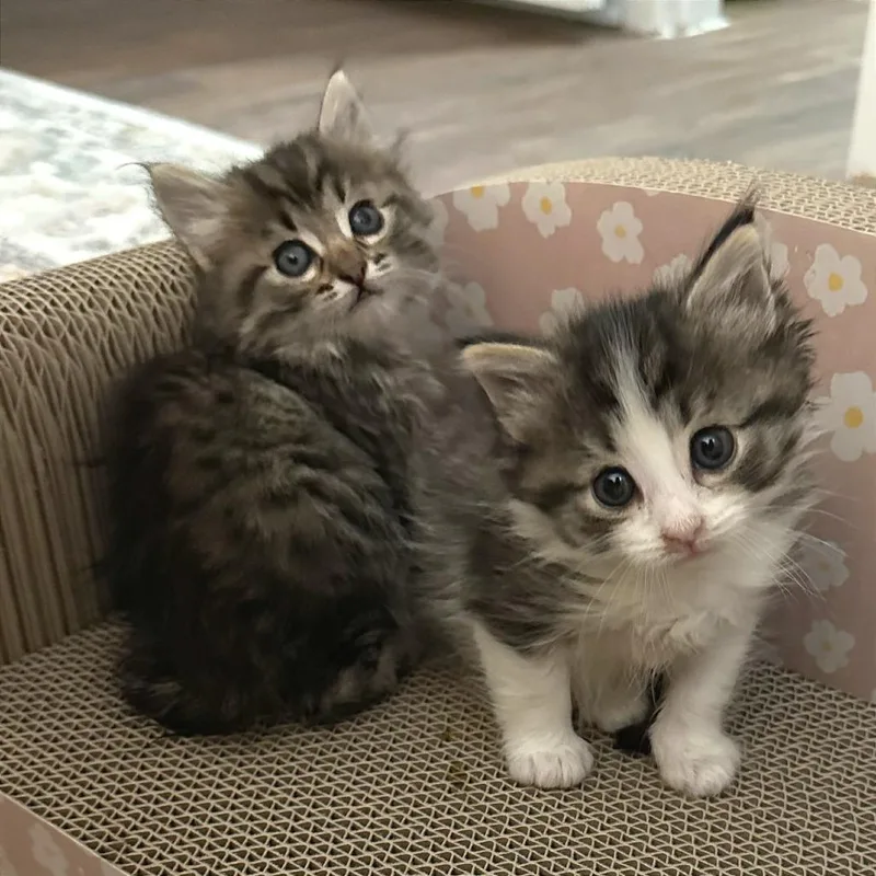 A baby small-sized female Brown / Chocolate Domestic Short Hair cat named International Pizza for adoption in Austin, TX