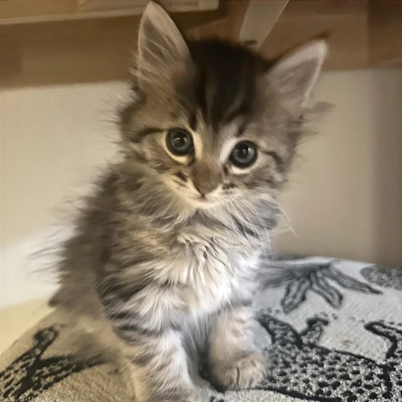 International Pizza thumbnail 3