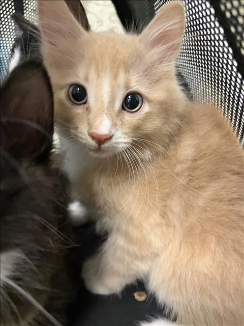 A baby small-sized male Domestic Short Hair cat named Dracula for adoption in Los Angeles, CA