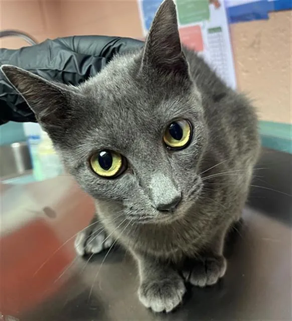 A young medium-sized female Domestic Short Hair cat named Moose for adoption in Columbia, SC