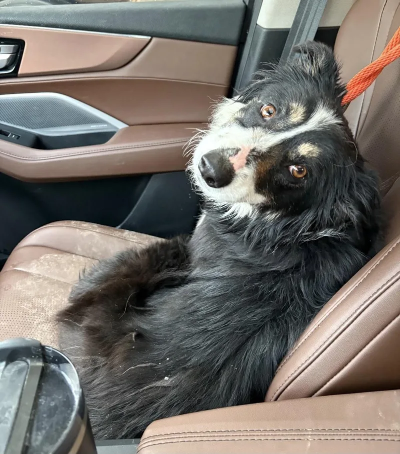 A young large-sized female Australian Shepherd dog named Bailey for adoption in merrillville, IN