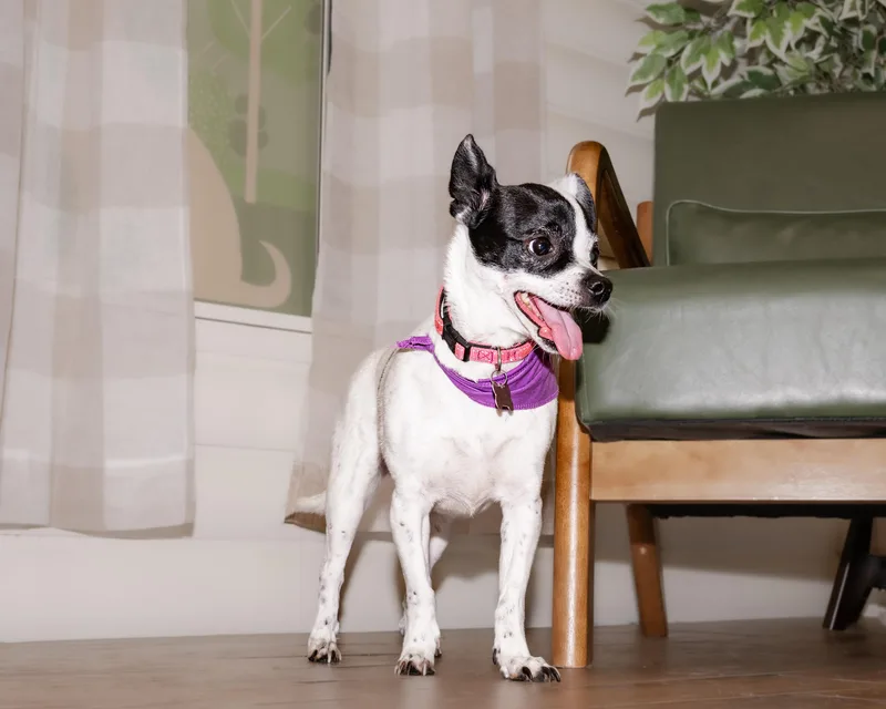 Princess thumbnail 2