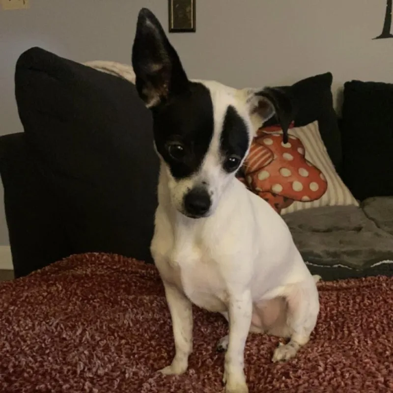 Princess thumbnail 3