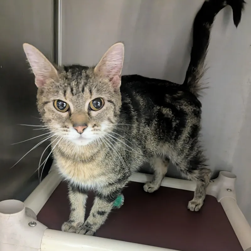 A young large-sized female Tabby (Brown / Chocolate) Domestic Short Hair cat named Wilma for adoption in Springfield, IL