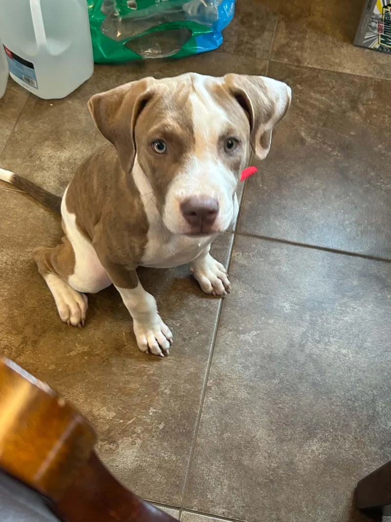 A young medium-sized female Yellow / Tan / Blond / Fawn Pit Bull Terrier dog named Jasmine for adoption in Minneapolis, MN