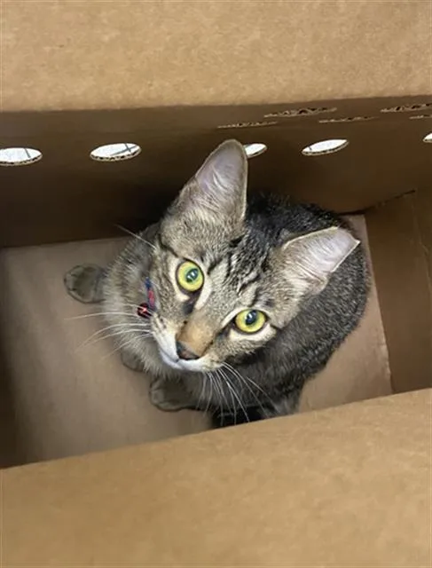 A young medium-sized male Domestic Short Hair cat named Sage for adoption in Dallas, TX