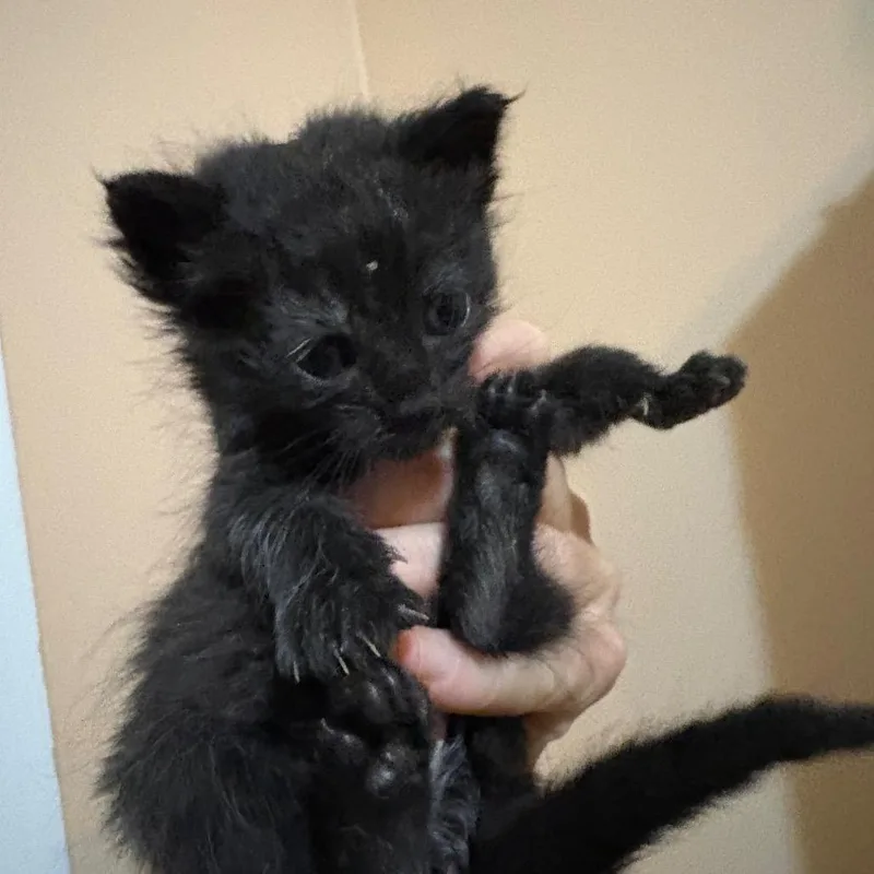 A baby small-sized female Black Domestic Short Hair cat named Zula for adoption in Mount Juliet, TN
