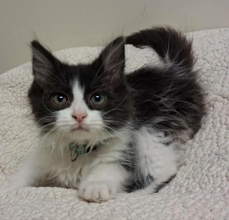 A baby small-sized male Domestic Long Hair cat named Van Gogh for adoption in Fremont, OH