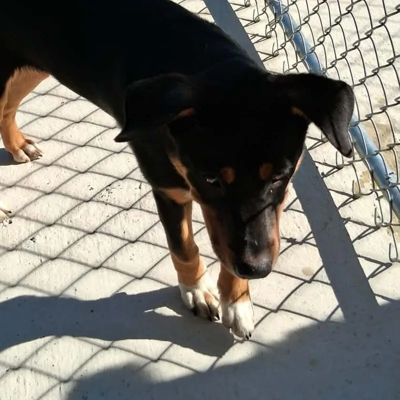 A young medium-sized male Black Shepherd dog named Smitten for adoption in Enterprise, AL