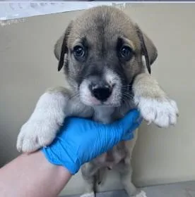 A baby medium-sized male Mixed Breed dog named Randall for adoption in West Chester, PA