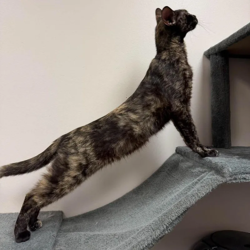 A young medium-sized female Tortoiseshell American Shorthair cat named Fleetwood for adoption in South Elgin, IL