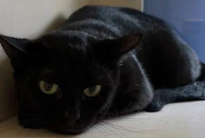 A young large-sized male Domestic Short Hair cat named Broadfork for adoption in Chamblee, GA