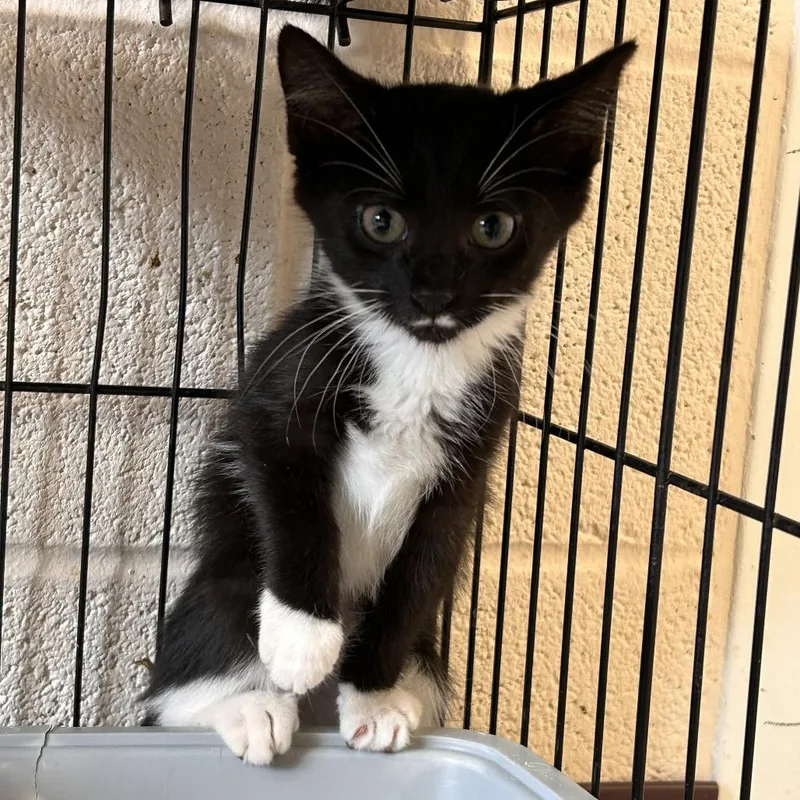 A baby small-sized male Black Domestic Short Hair cat named Harry for adoption in Waynesboro, PA